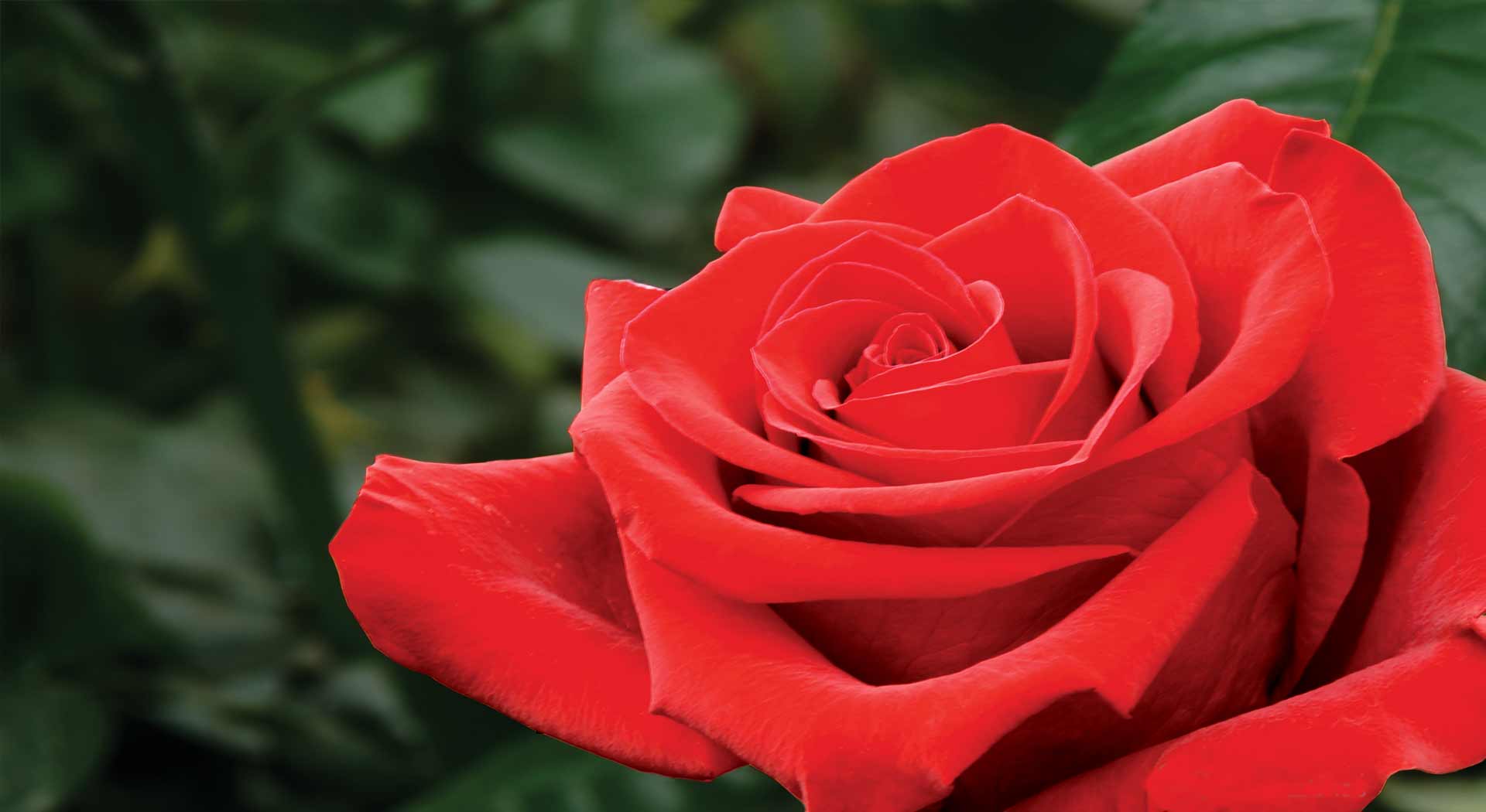 Banner Roses