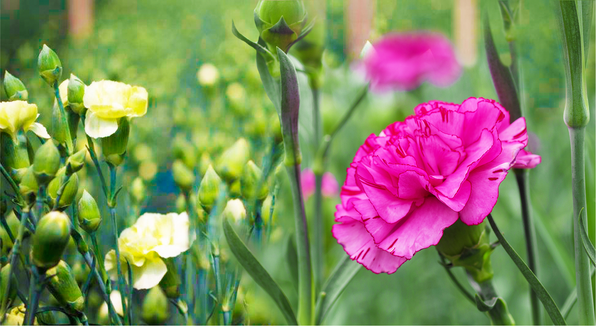 Banner Claveles 