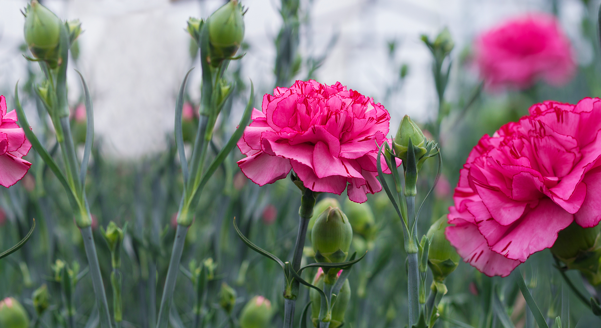 Banner Spray Carnations