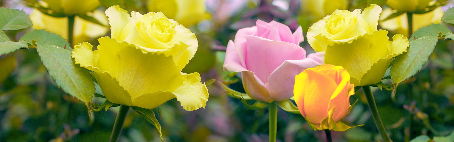 Roses