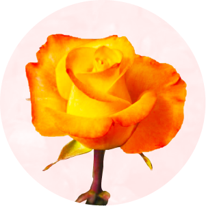 Rosas